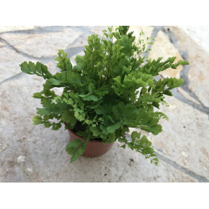 Adiantum spec. Surinam