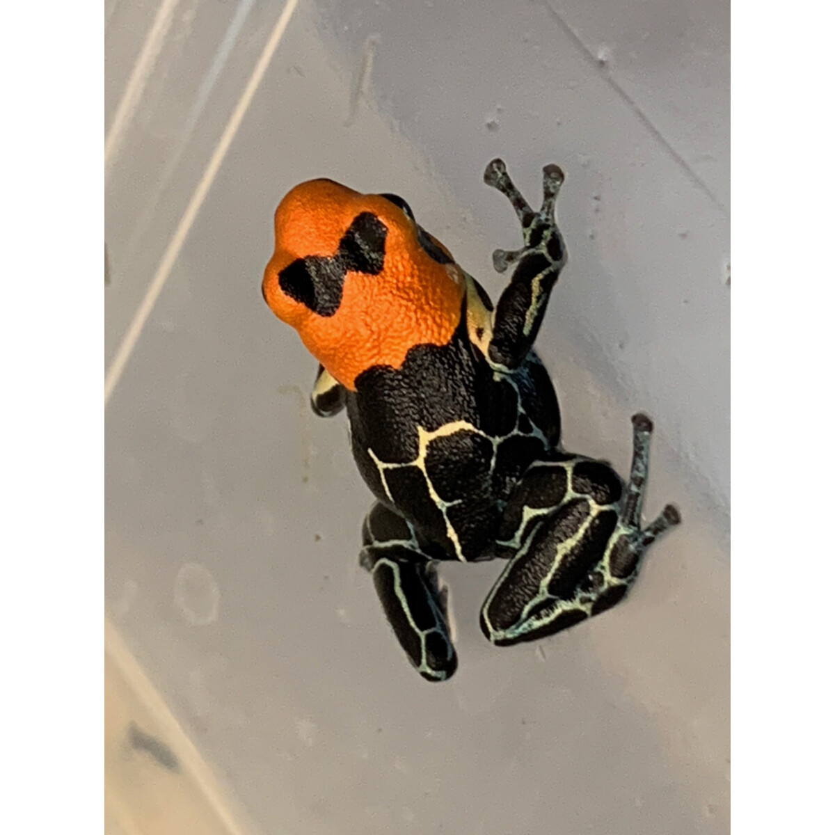 Ranitomeya fantastica Monte Cristo