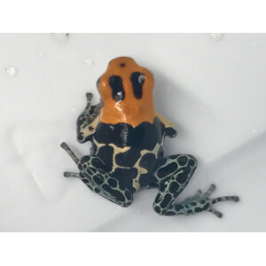 Ranitomeya fantastica Monte Cristo