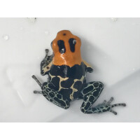 Ranitomeya fantastica Monte Cristo