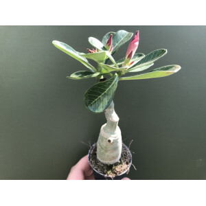 Adenium obesum
