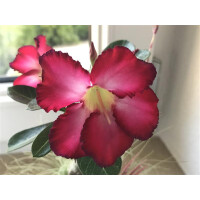 Adenium obesum