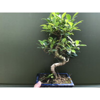 Bonsai Ficus Benjamini Birkenfeige ca. 15 Jahre alt