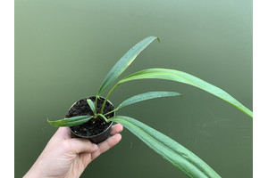 Anthurium bakeri