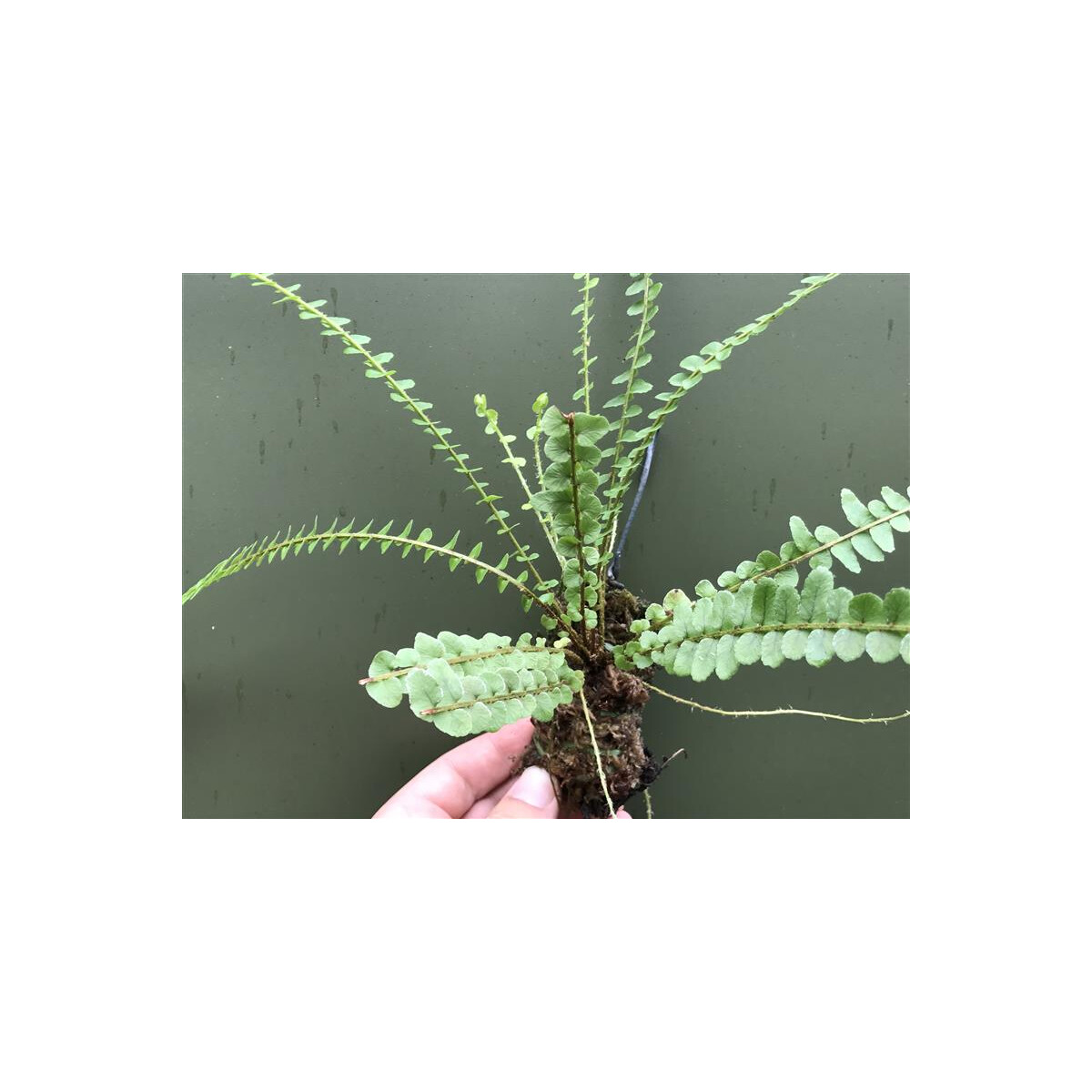 Asplenium spec. Panama aufgebunden
