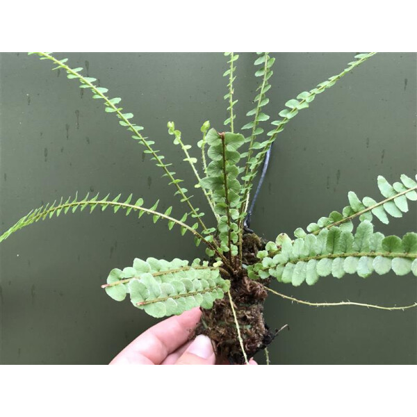 Asplenium spec. Panama aufgebunden