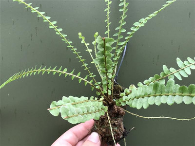 Asplenium spec. Panama aufgebunden