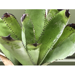 Neoregelia silvomontana