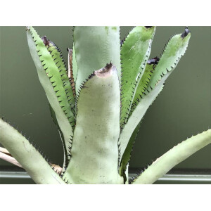 Neoregelia silvomontana