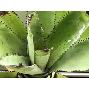 Neoregelia silvomontana