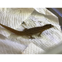 Zuchtpaar Sphaerodactylus macrolepis mimetes