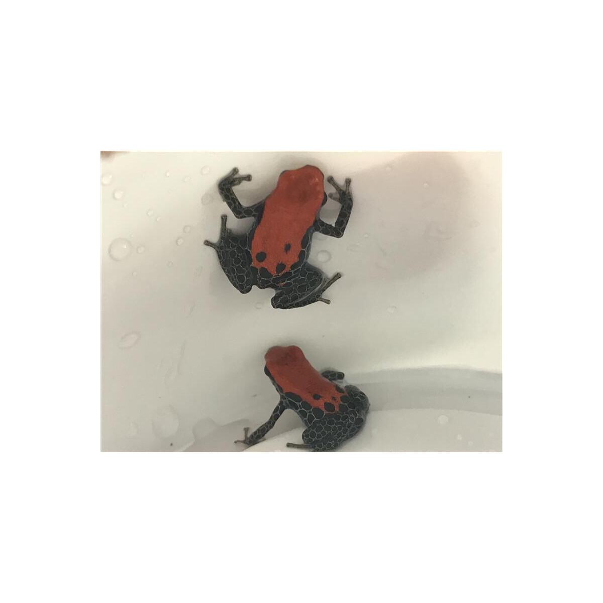 Zuchtpaar Ranitomeya reticulata