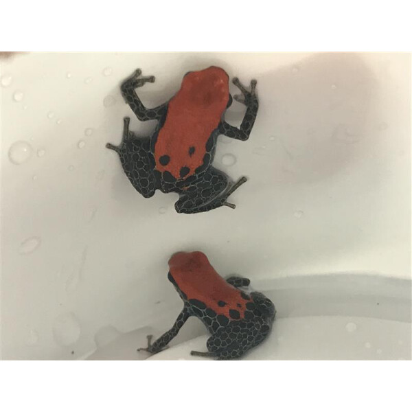 Zuchtpaar Ranitomeya reticulata