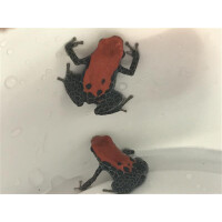 Zuchtpaar Ranitomeya reticulata