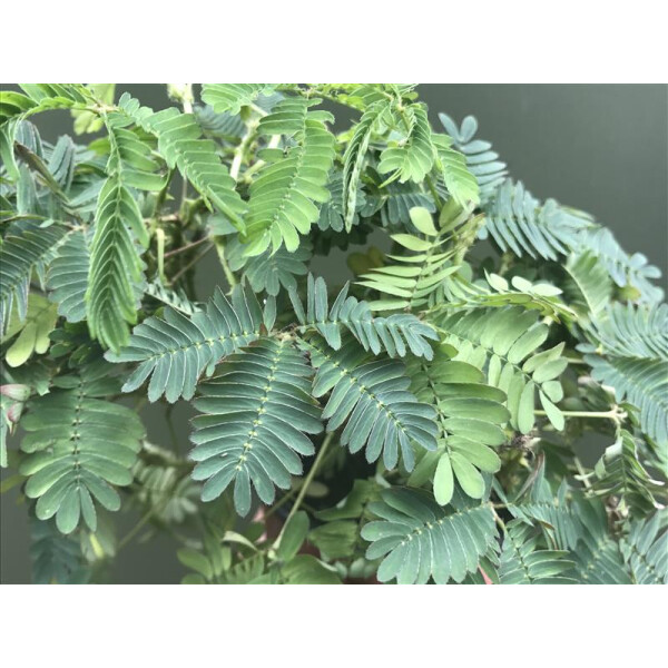 Echte Mimose (Mimosa pudica)