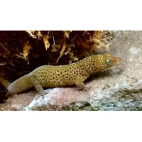 Zuchtpaar Sphaerodactylus nigropunctatus ocujal