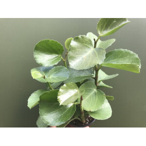 Peperomia rotundifolia