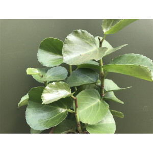 Peperomia rotundifolia