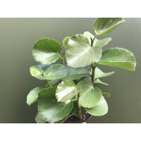 Peperomia rotundifolia