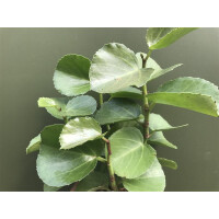 Peperomia rotundifolia