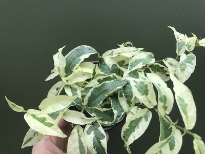 Ficus sagittata variegata