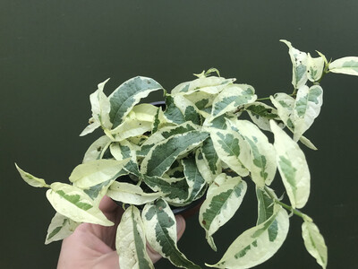 Ficus sagittata variegata