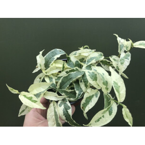 Ficus sagittata variegata
