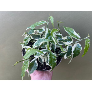 Ficus sagittata variegata