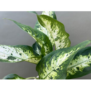 Dieffenbachia spec. Südamerika