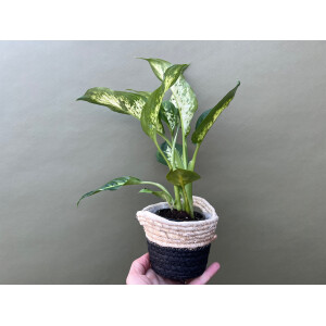 Dieffenbachia spec. Südamerika