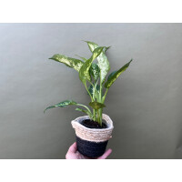 Dieffenbachia spec. Südamerika
