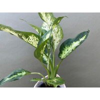Dieffenbachia spec. Südamerika