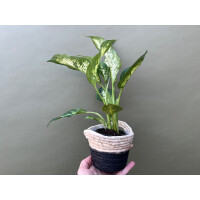 Dieffenbachia spec. Südamerika
