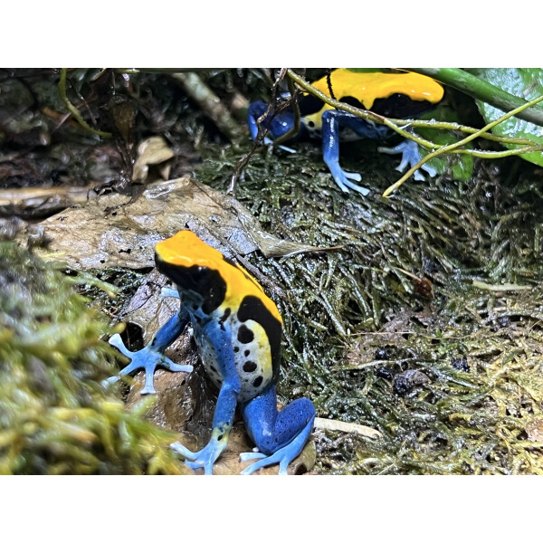 Zuchtgruppe Dendrobates tinctorius Brasilianer 1,2