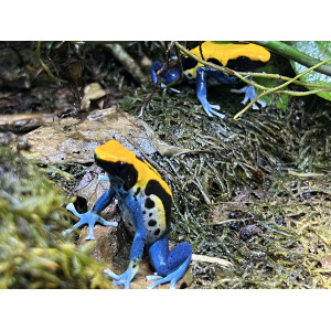 Zuchtgruppe Dendrobates tinctorius Brasilianer 1,2