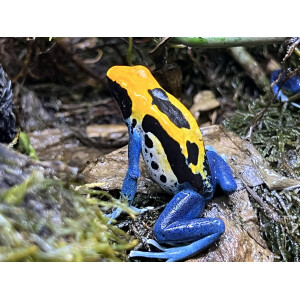 Zuchtgruppe Dendrobates tinctorius Brasilianer 1,2