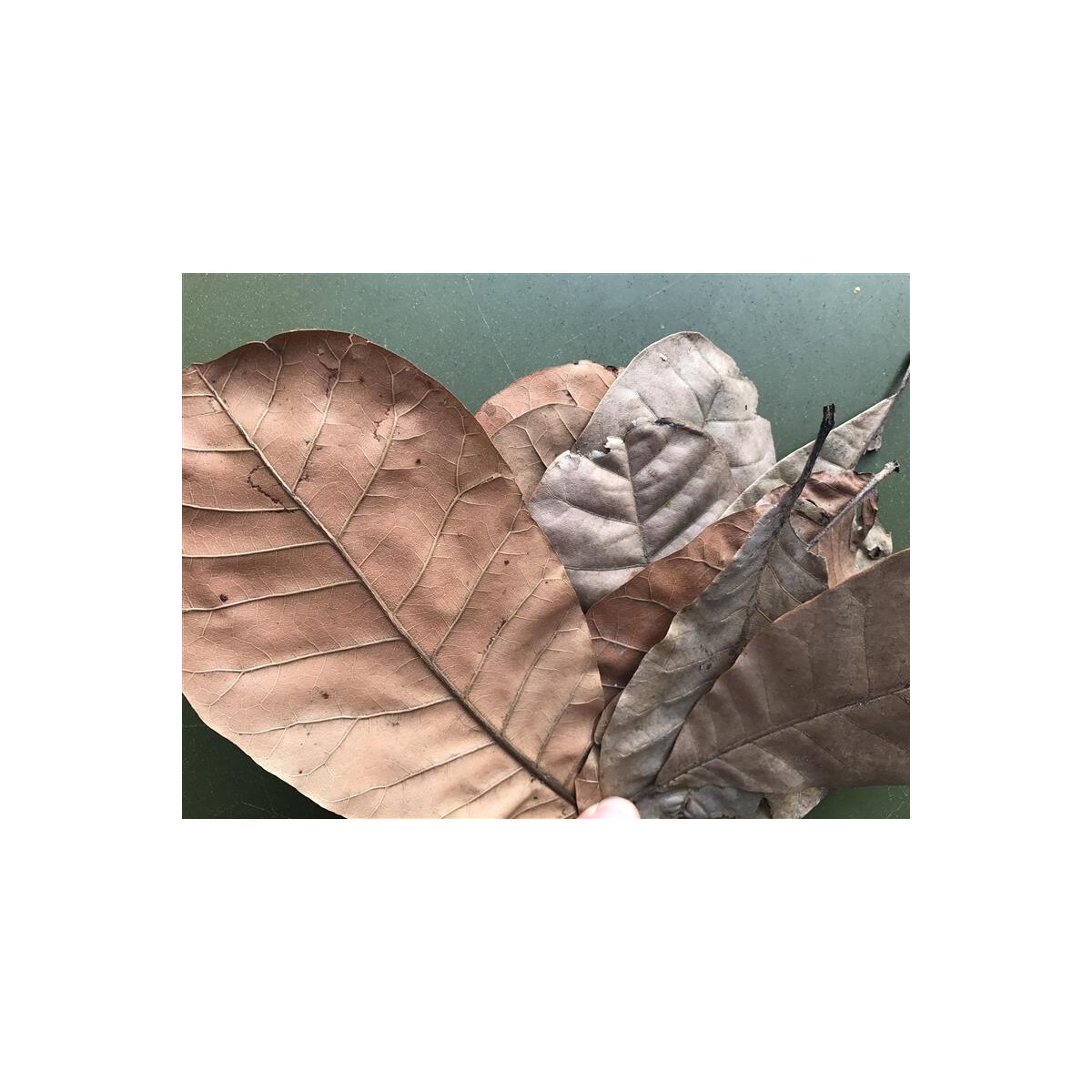 Cashewleafs from Brasil