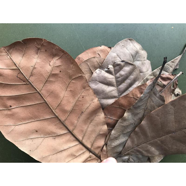 Echte Cashewblätter aus Brasilien ( 1-2 Liter )