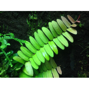 Marcgravia sintenisii