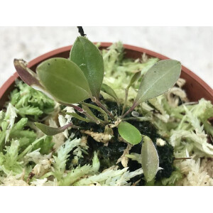 Lepanthes escobariana