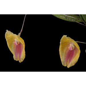 Lepanthes escobariana