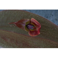 Lepanthes gargoyla