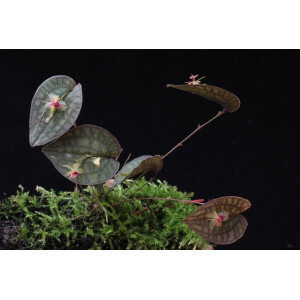 Lepanthes saltatrix