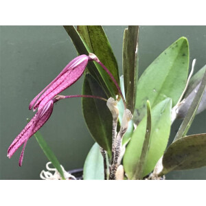 Restrepia contorta