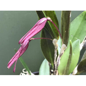 Restrepia contorta