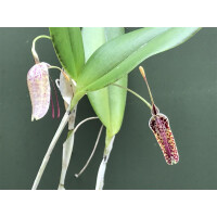 Restrepia pelix