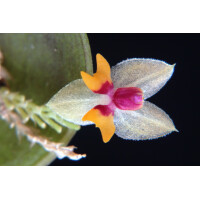 Lepanthes uxoria