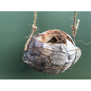 Kokosnuss mit Kordel und Tillandsia cyanea