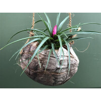 Kokosnuss mit Kordel und Tillandsia cyanea