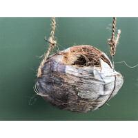 Kokosnuss mit Kordel und Tillandsia cyanea